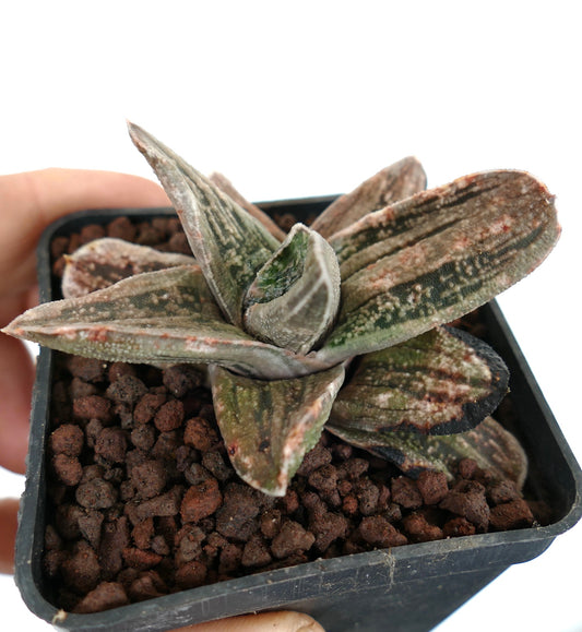 Gasteria cv CARRARA MARBLE succulent with thick marbled leaves and rough texture in small pot