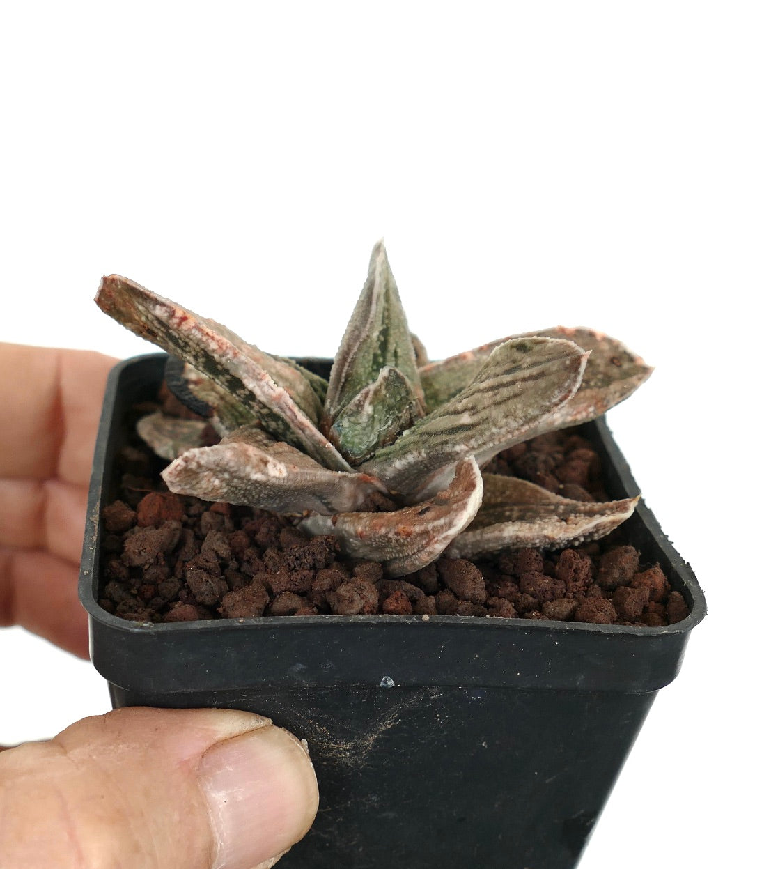 Gasteria cv CARRARA MARBLE succulent with textured, marbled green and pinkish leaves in small pot