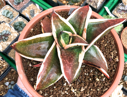 Gasteria cv GAGYU-RYU NISHIKI succulent with thick variegated leaves and white margins
