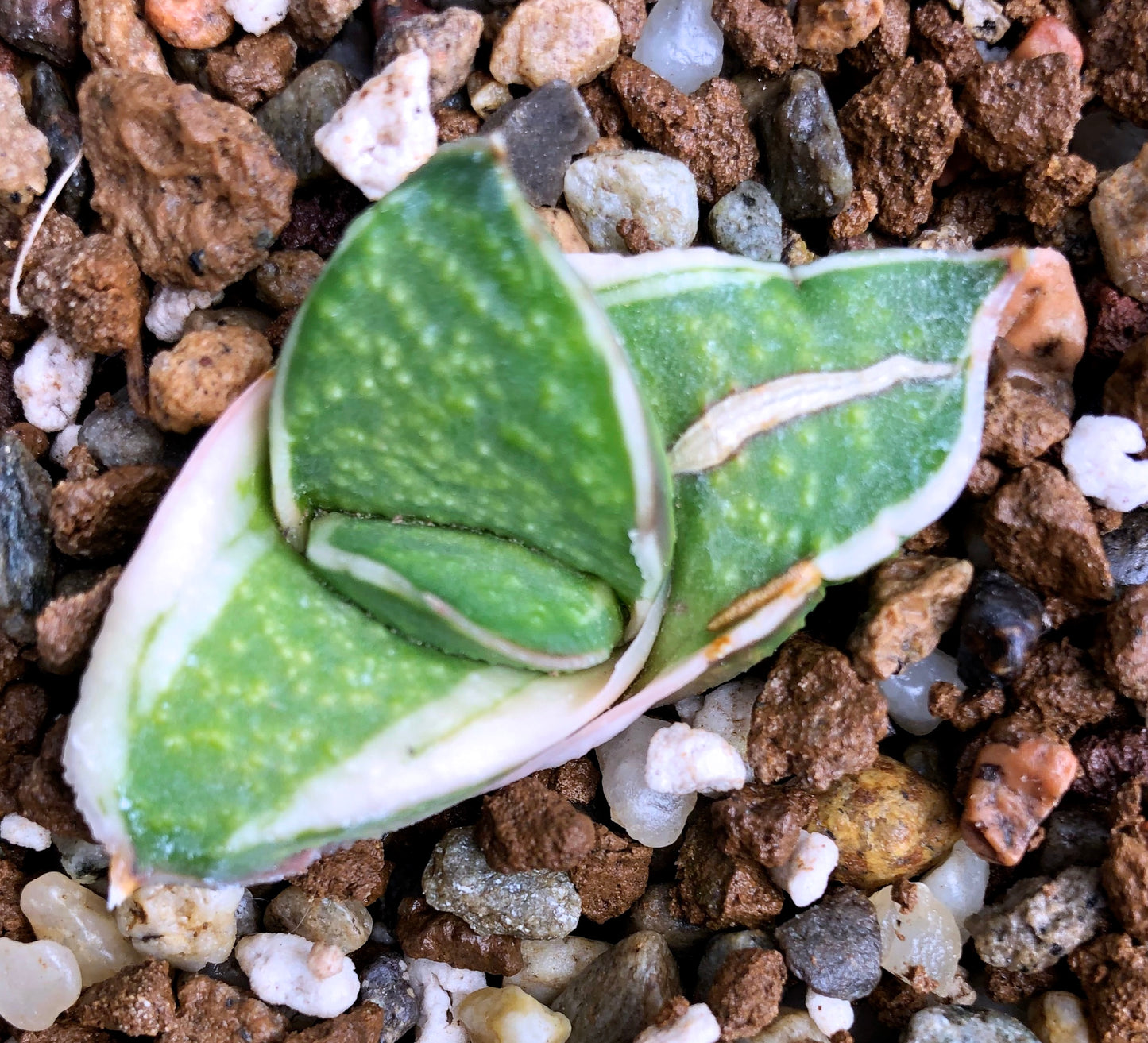 Gasteria cv GAGYU-RYU NISHIKI Sukkulente mit dicken grünen Blättern und weiß gefleckten Rändern