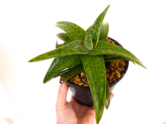 Gasteria cv MUMBA succulent with thick green spotted leaves in black pot held by hand