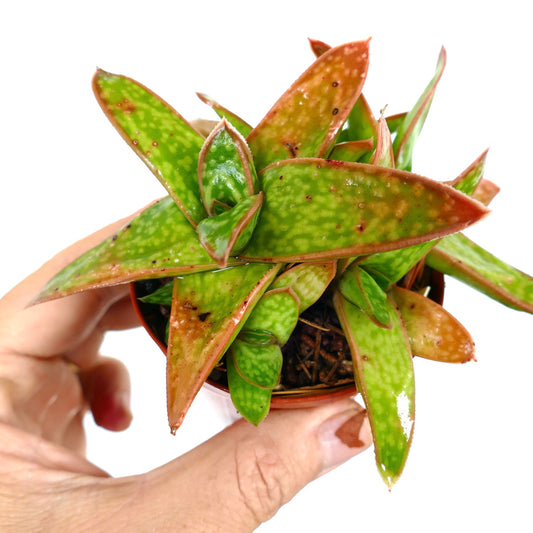 Gasteria cv MUMBA succulent with thick spotted green leaves and reddish edges in cluster form