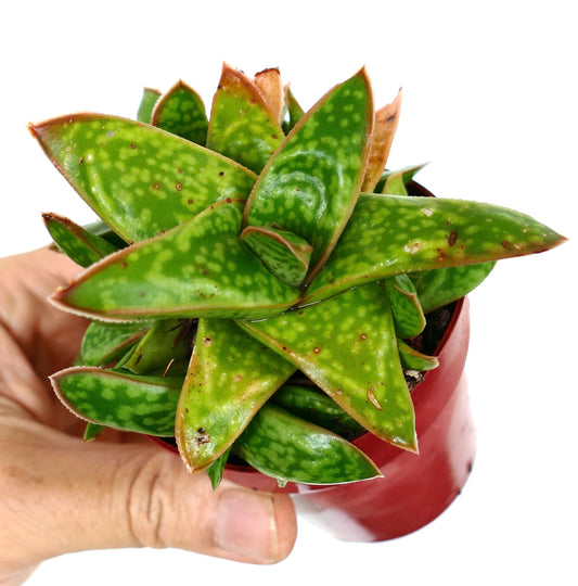 Gasteria cv MUMBA succulent with thick spotted green leaves and reddish edges in cluster form