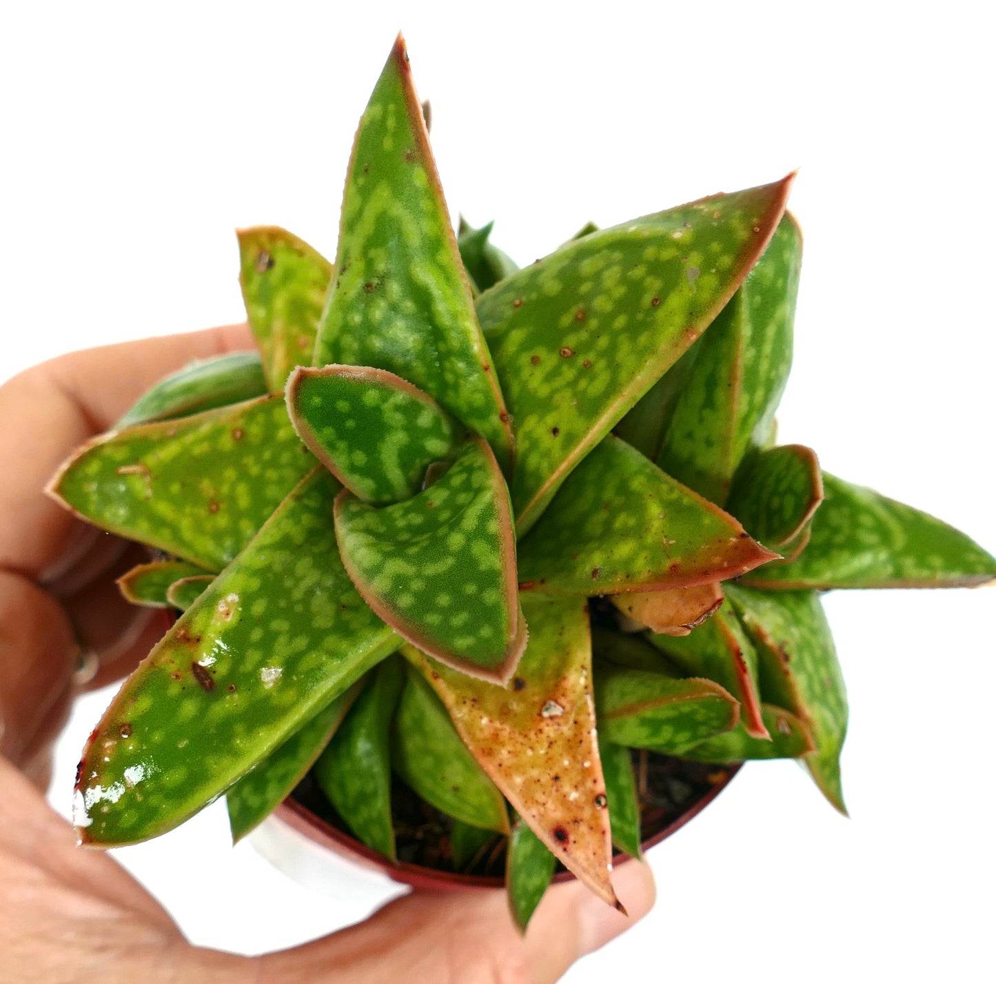 Gasteria cv MUMBA succulent with thick spotted green leaves and reddish edges in cluster