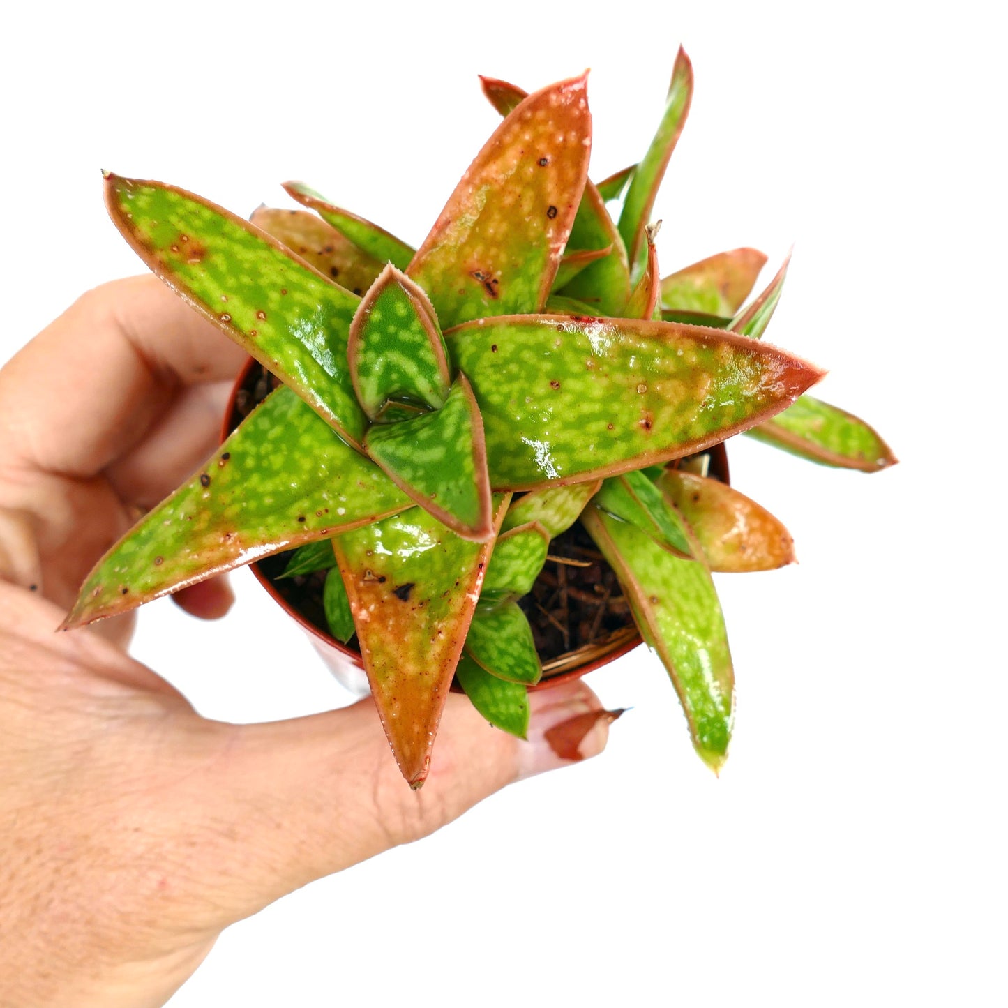 Gasteria cv MUMBA succulent with thick spotted green leaves and reddish edges cluster