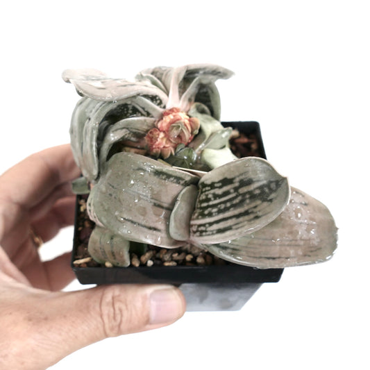 Gasteria cv 'Ginsya-Kodakara' succulent with thick spotted leaves and small pink flower cluster