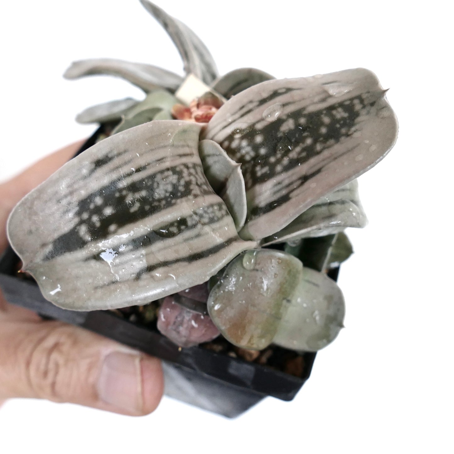 Gasteria cv 'Ginsya-Kodakara' succulent with thick, spotted gray-green leaves in cluster