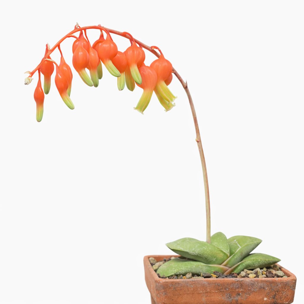 Gasteria glomerata sukkulent med tykke grønne blader og buede oransje rørformede blomster i terrakottapotte