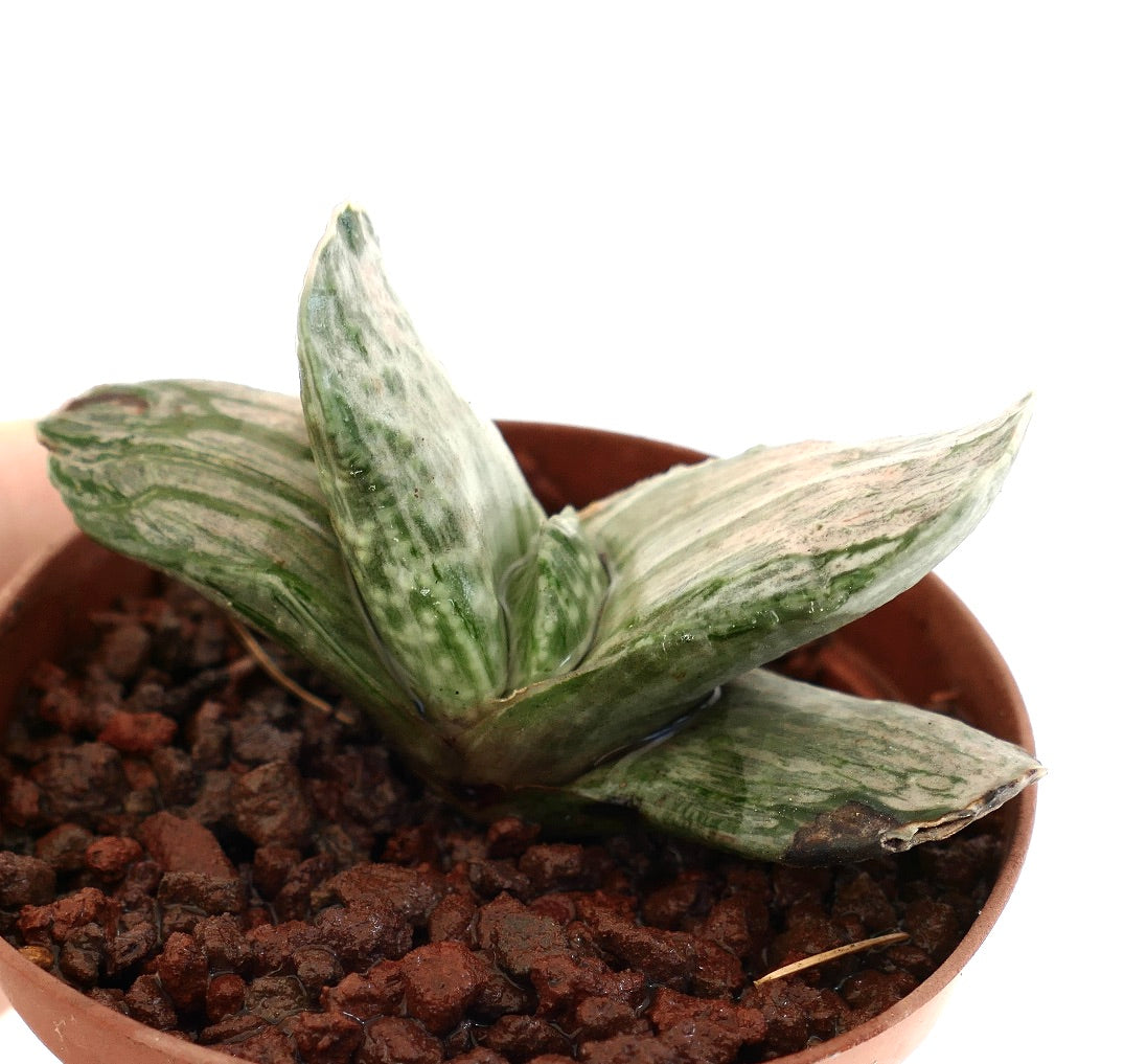 Gasteria marmorata succulent with thick variegated leaves in small brown pot
