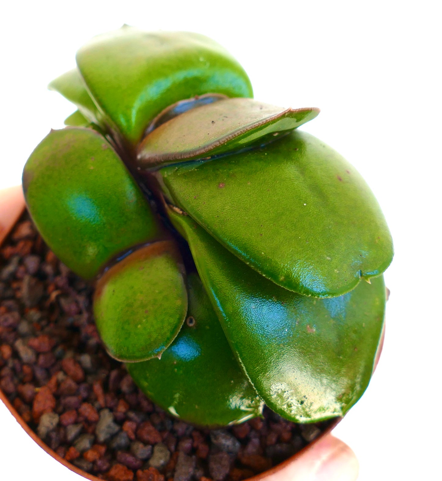 Gasteria pillansii cv succulente avec des feuilles vertes épaisses et lisses dans un petit pot