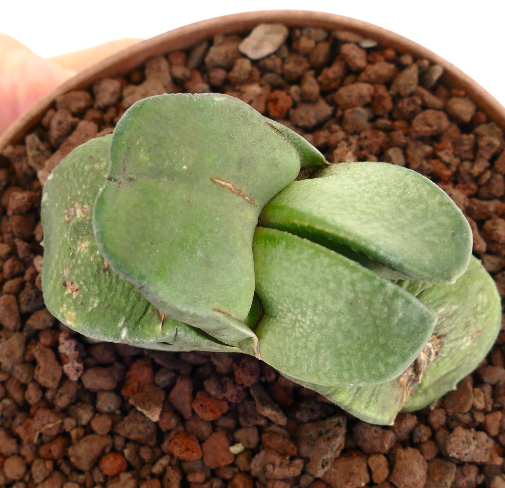 Gasteria sp. succulent with thick, fleshy, dichotomous green leaves and textured surface in pot
