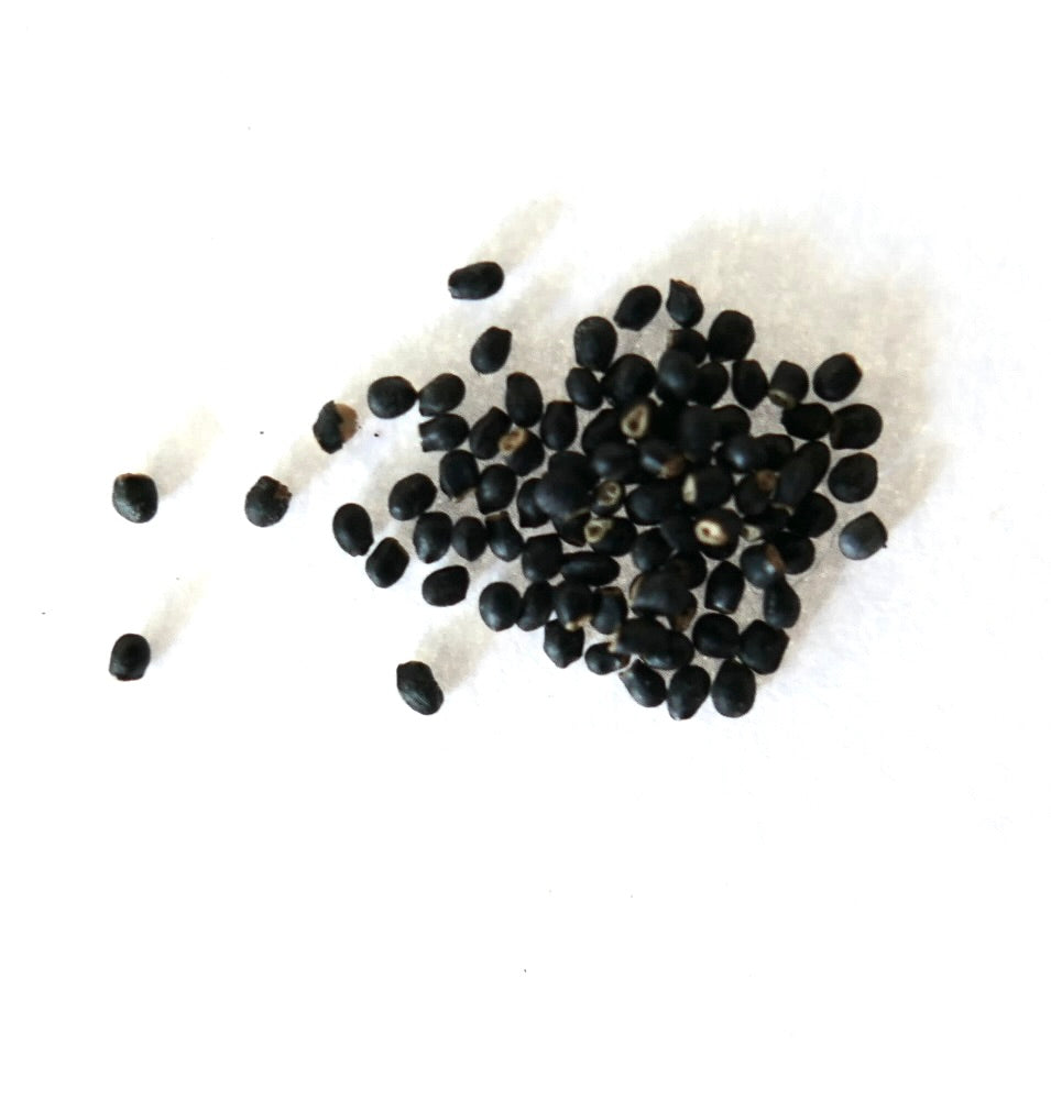 Small black seeds of Geohintonia mexicana on a white surface