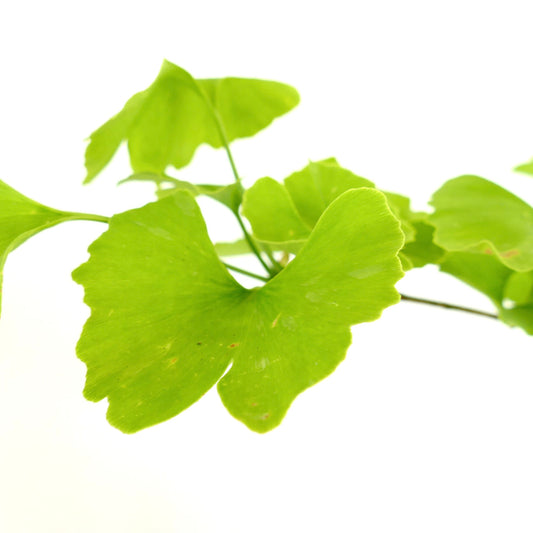 Ginkgo biloba bright green fan-shaped leaves with delicate veins and smooth edges