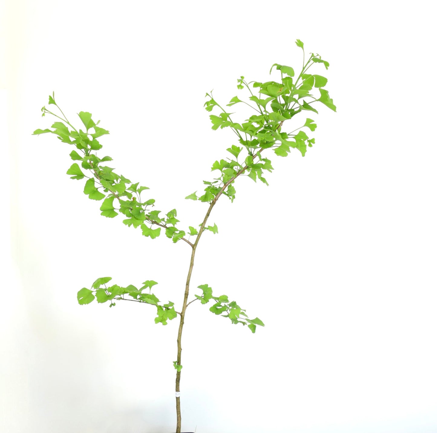 Ginkgo biloba young tree with bright green fan-shaped leaves and slender branches