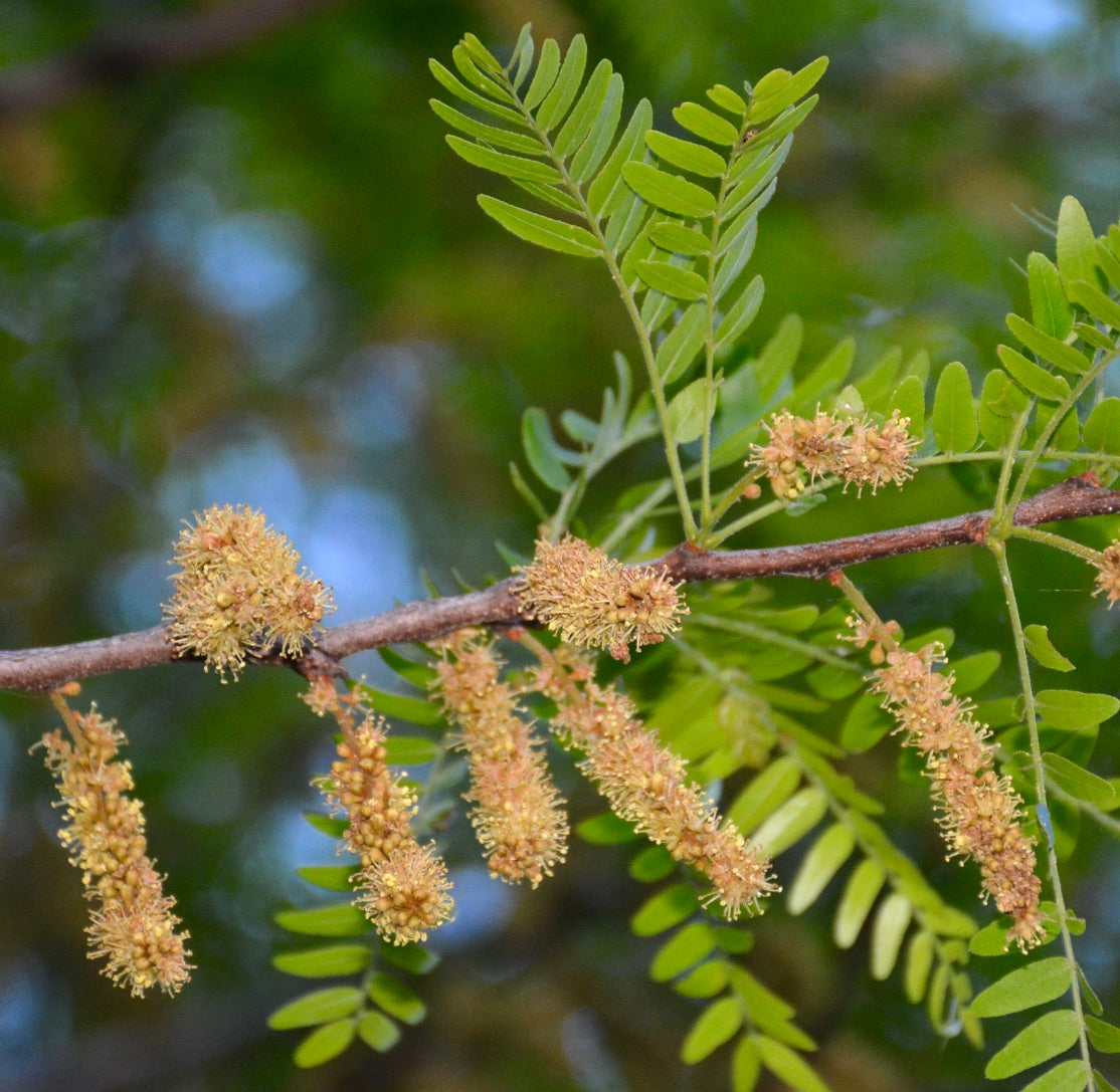 Gleditsia triacanthos var. inermis green pinnate leaves with yellow catkin flowers on branch
