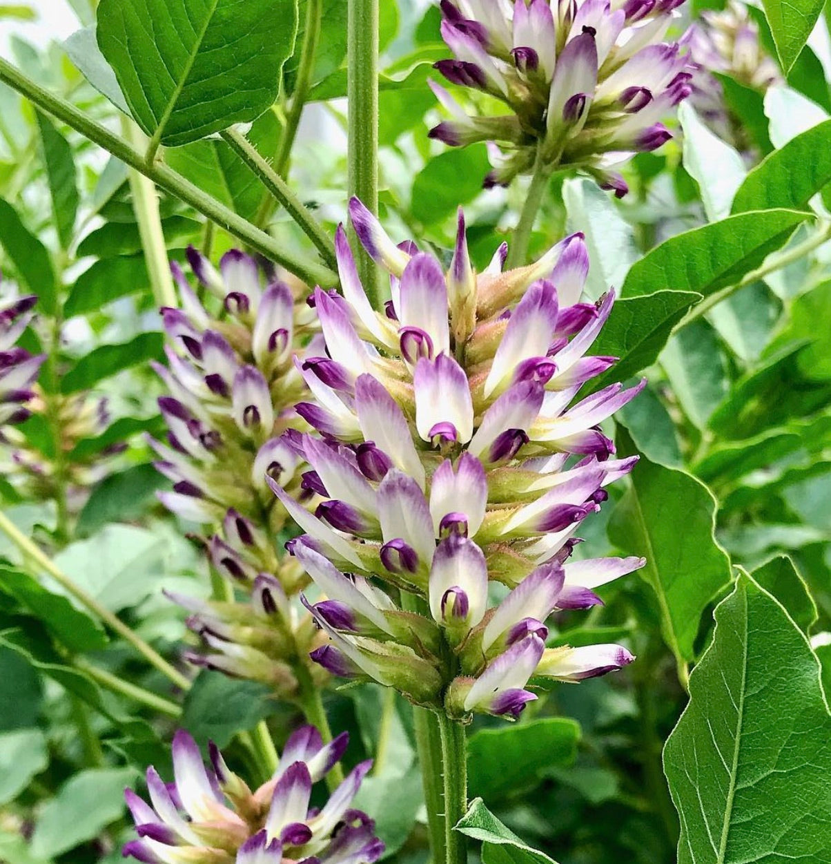 Glycyrrhiza uralensis