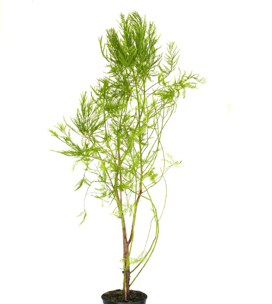 Glyptostrobus pensilis tall slender tree with delicate feathery green foliage in pot