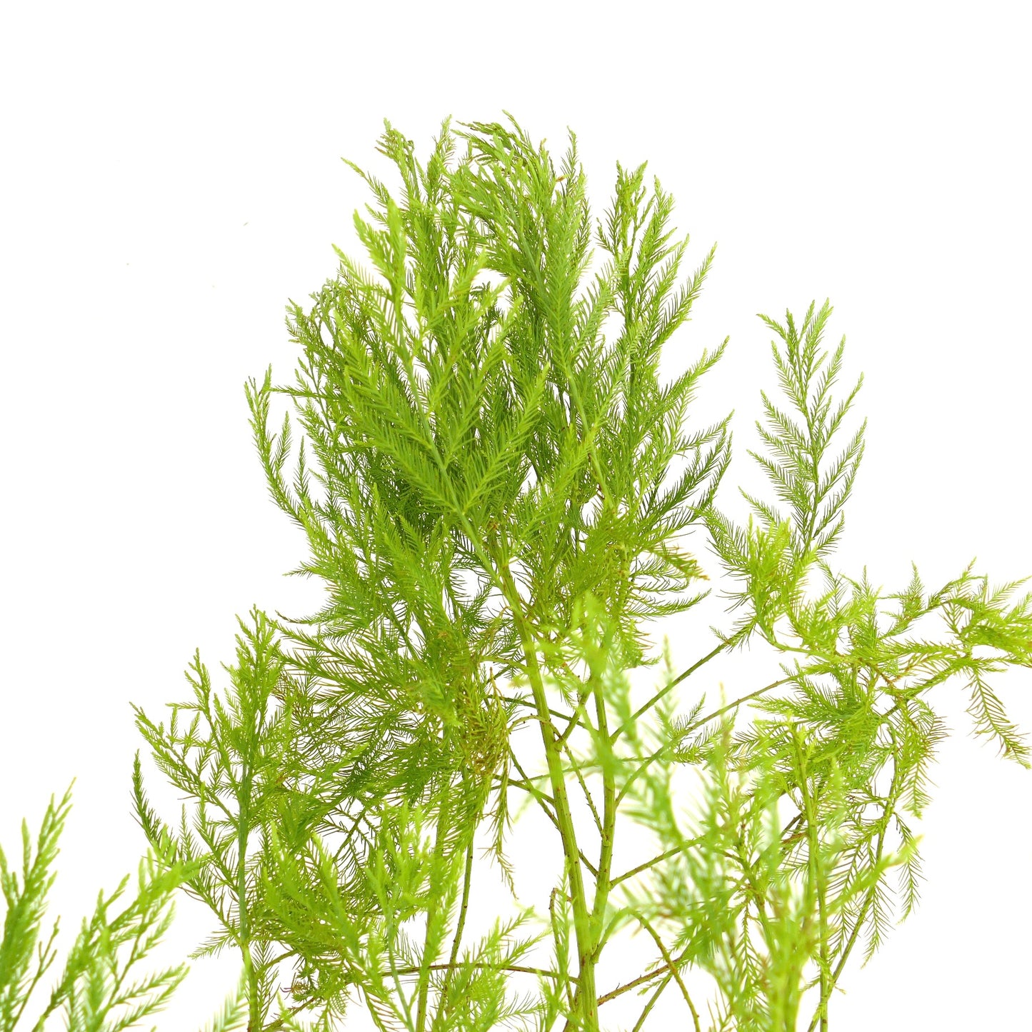 Glyptostrobus pensilis fotografiado en el vivero. Detalles de las hojas verdes.