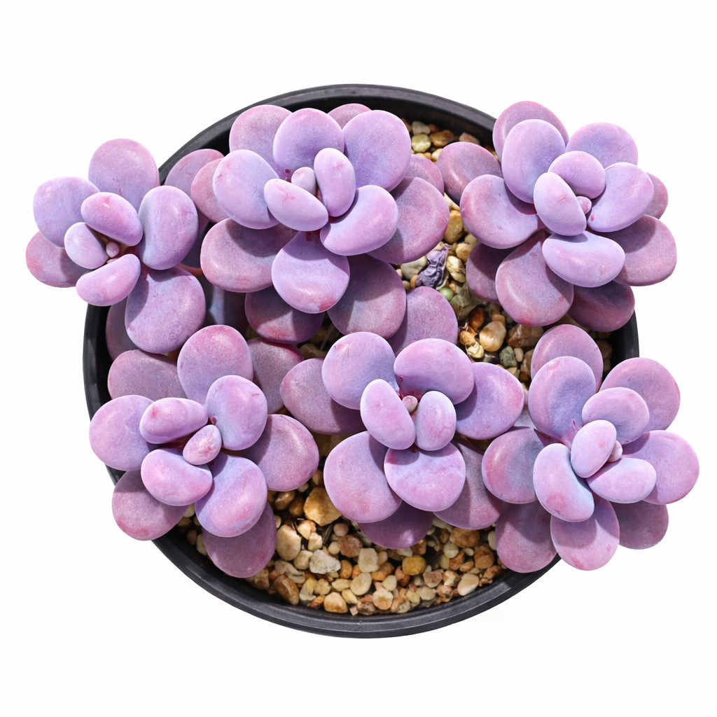 Suculenta Graptopetalum amethystinum con hojas gruesas de color púrpura-rosado en maceta negra