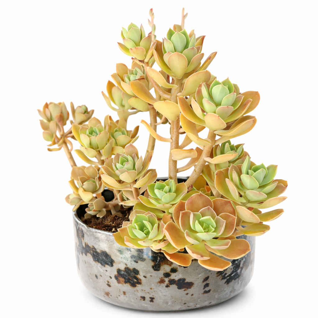 Suculenta Graptopetalum fruticosum con hojas en roseta verdes y naranjas en maceta rústica