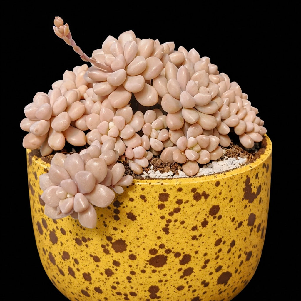 Graptopetalum mendozae SEEDS