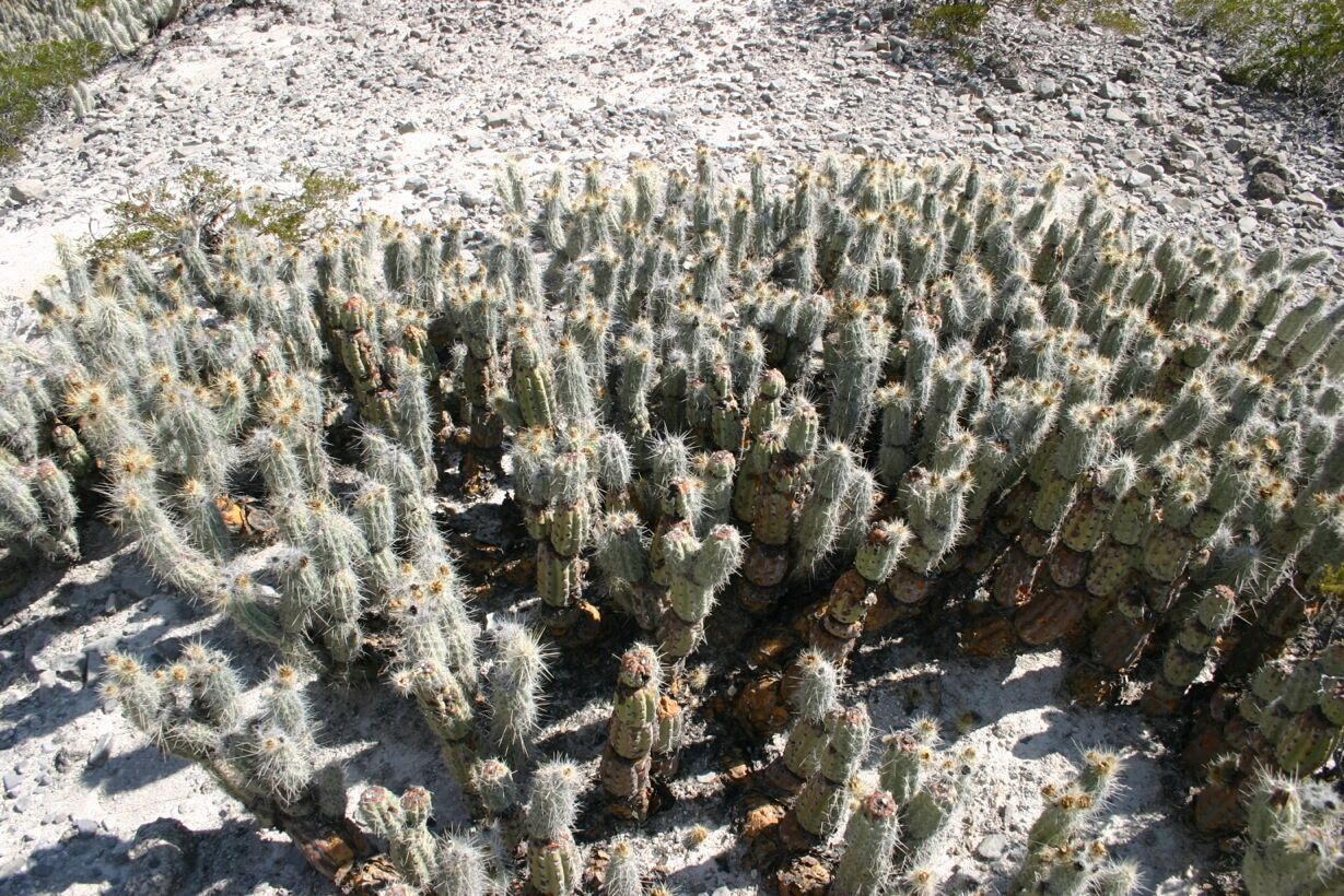 Grusonia bradtiana dense cluster of small cylindrical cacti with white spines in rocky soil