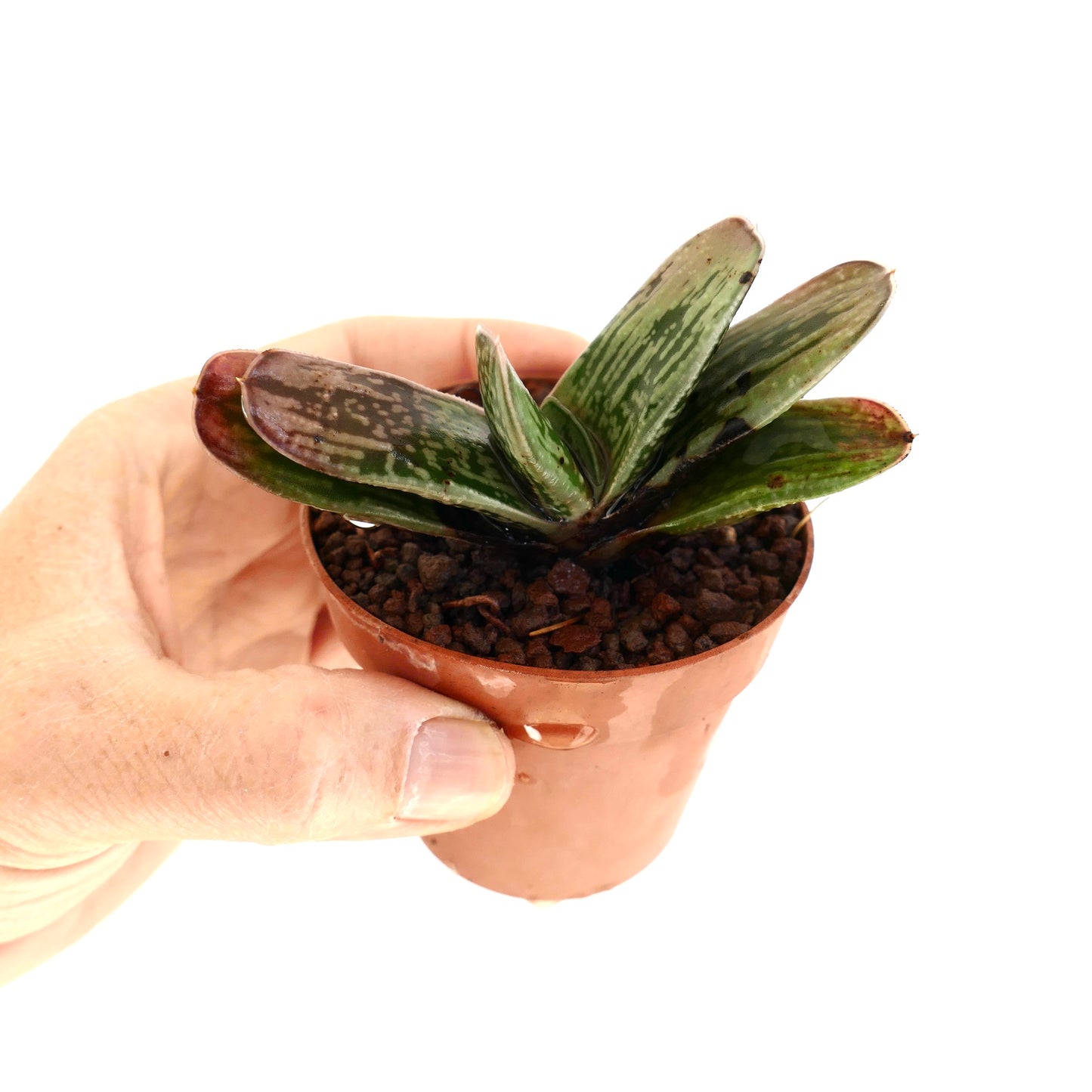 Gsteria SP. 781B hybrid succulent with green and brown patterned thick leaves in small pot