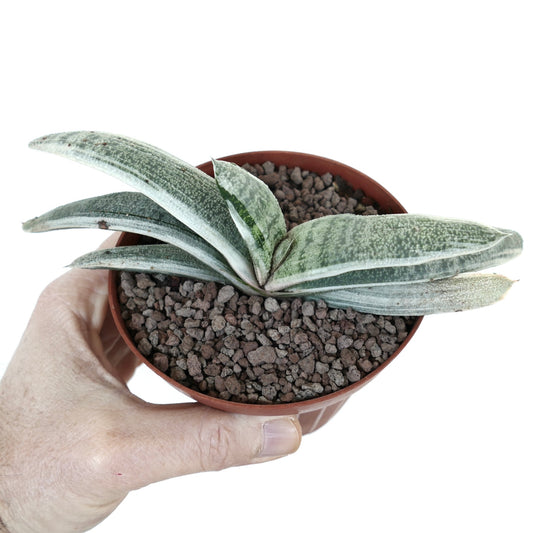Gasteria batesiana succulent with elongated textured leaves and subtle variegation in small pot