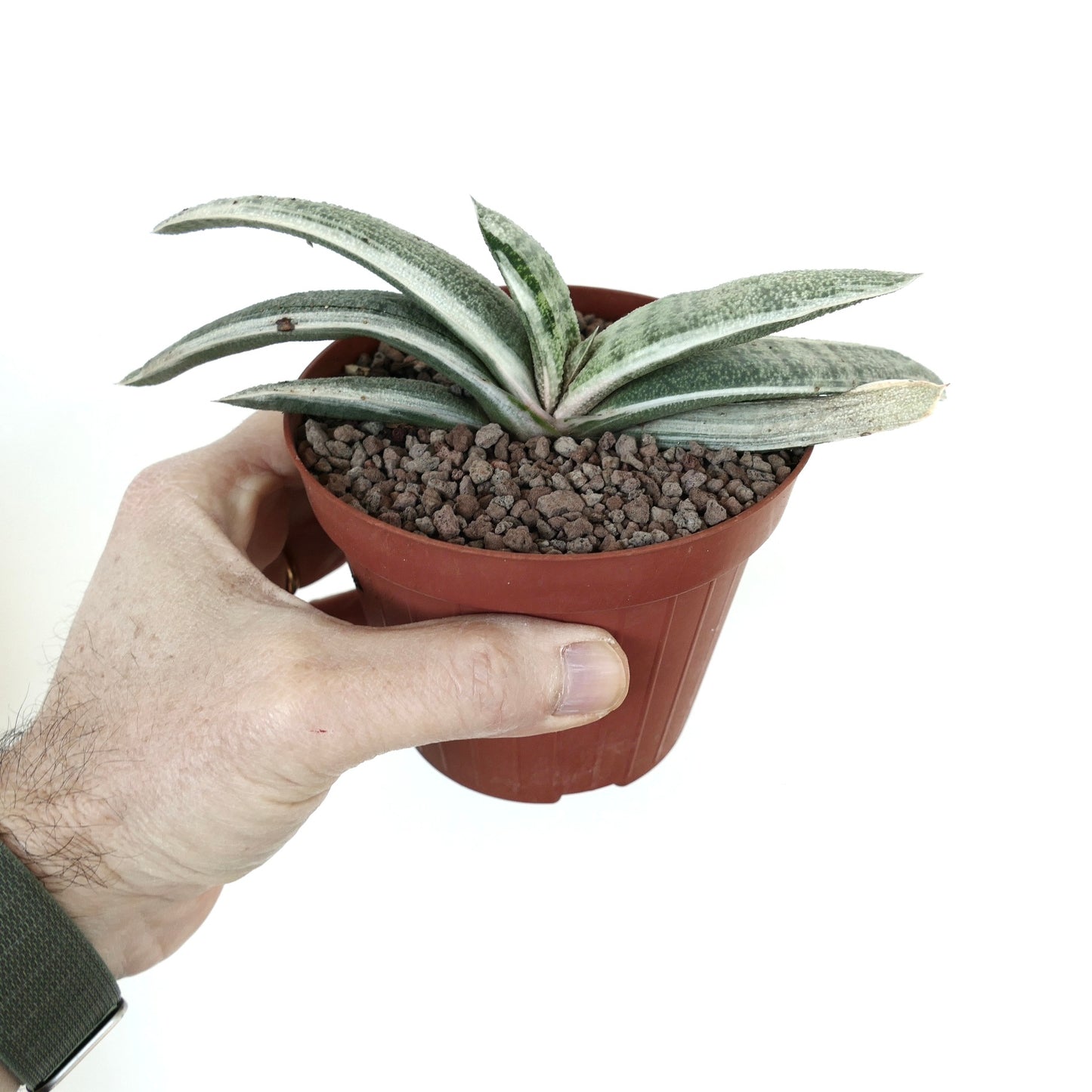 Gasteria batesiana succulent with elongated variegated leaves in small brown pot held by hand