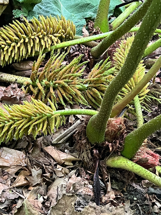 ガンネラ・マニカタ とげのある緑色の花穂と太い茎、大きな葉が自然の中にある様子