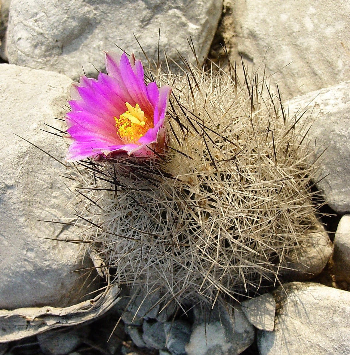 Gymnocactus beguinii cactus met dichte witte stekels en een levendige roze bloem die tussen de stenen bloeit
