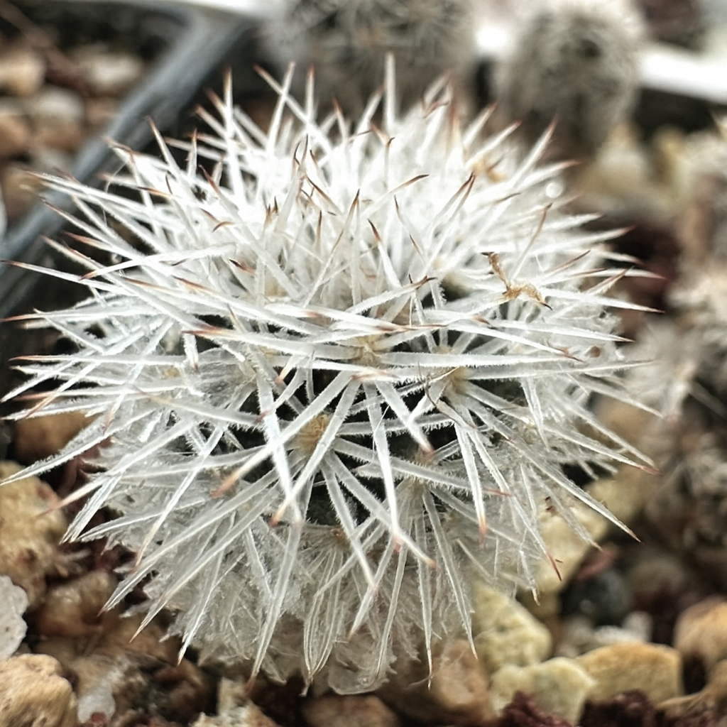 Gymnocactus beguinii var. senilis small round cactus with dense white spines and fine hair covering