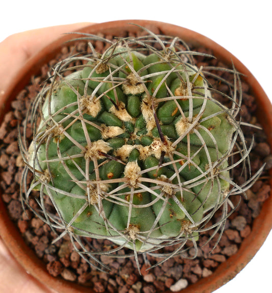 Gymnocalycium bayrianum succulent cactus with curved gray spines and green ribbed body in pot