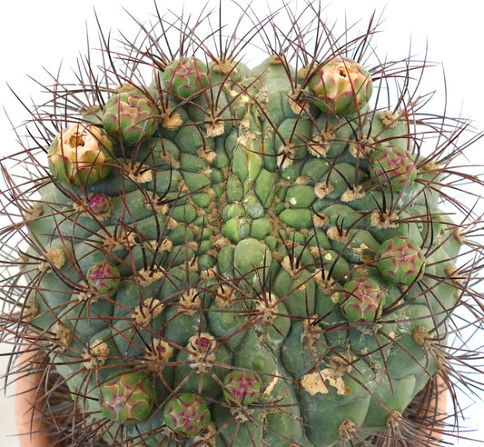 Gymnocalycium saglionis cactus with thick spines and developing pink-green flower buds