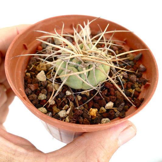 Gymnocalycium armatum small round cactus with long pale spines in terracotta pot held by hand