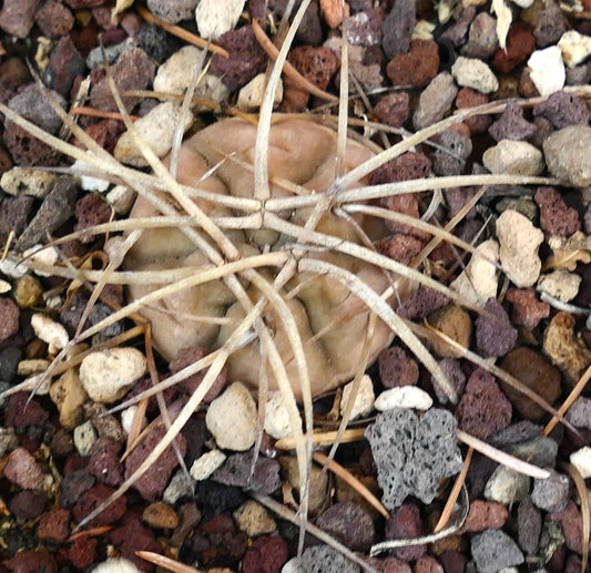 Gymnocalycium armatum cactus with long spines and round brown body on rocky soil