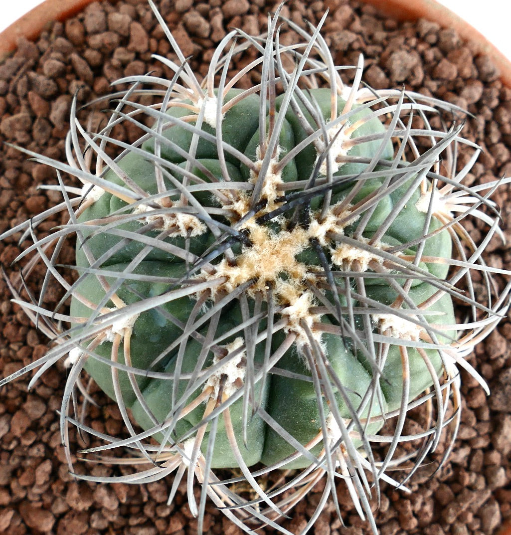 Gymnocalycium spegazzinii PECTINATED SPINED
