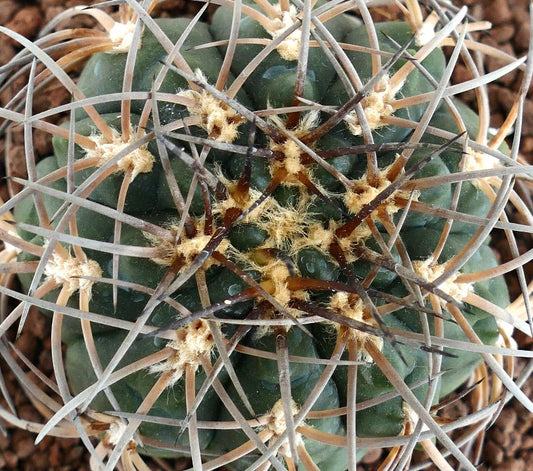 Gymnocalycium spegazzinii SELECTED