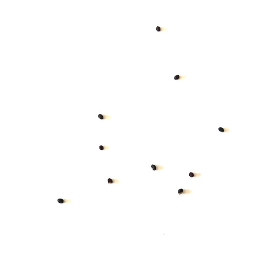 Gymnocalycium achirasense seeds scattered on white background for succulent propagation