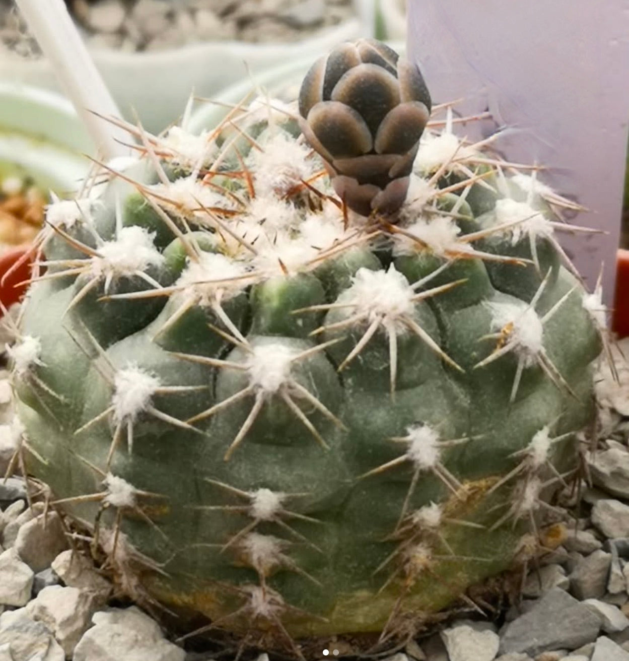Gymnocalycium alboareolatum succulent cactus with white woolly areoles and brown spines growing on gravel