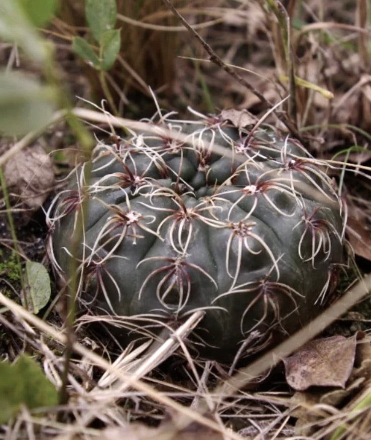 Gymnocalycium altagraciense raro cactus succulento con spine bianche curvate e corpo verde scuro costoluto