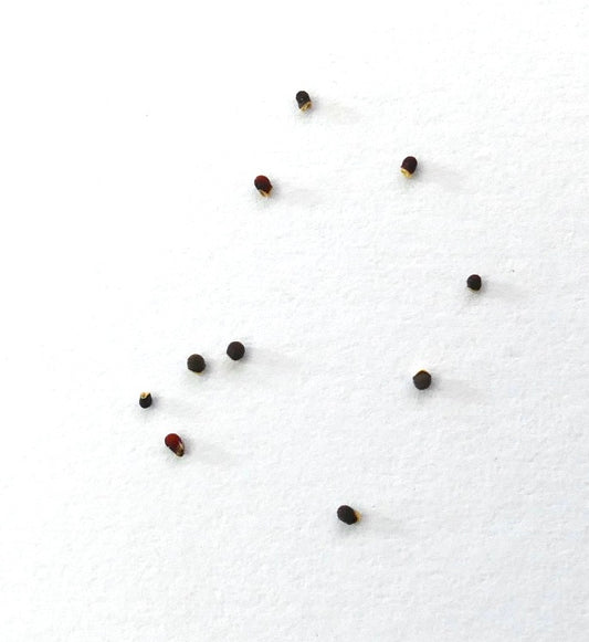 Semi di Gymnocalycium ambatoense P22