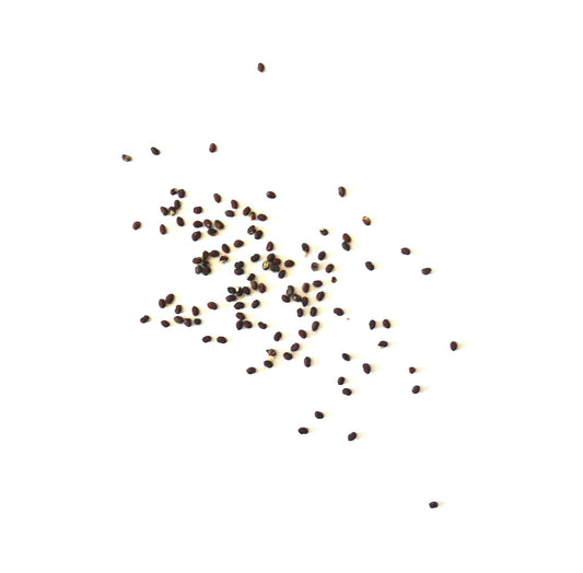 Gymnocalycium armatum small dark cactus seeds scattered on white background