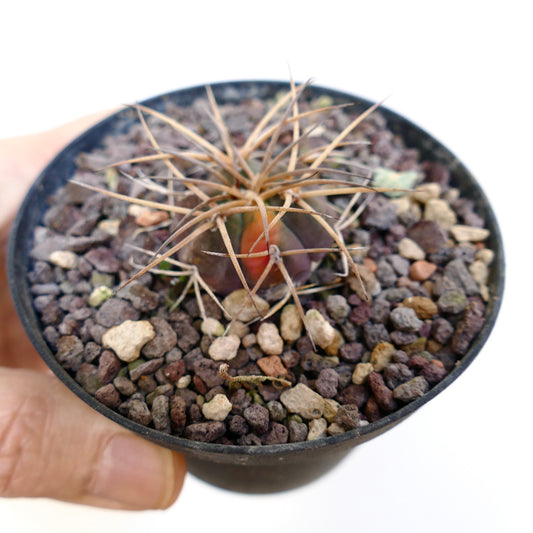 Gymnocalycium armatum small cactus with long brown spines and reddish variegated body in pot