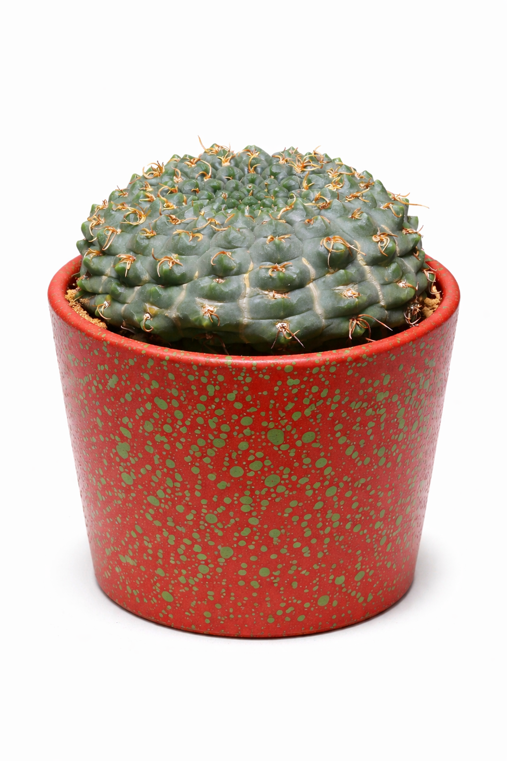 Gymnocalycium artigas rare succulent cactus with rounded green body and small curved spines in decorative pot