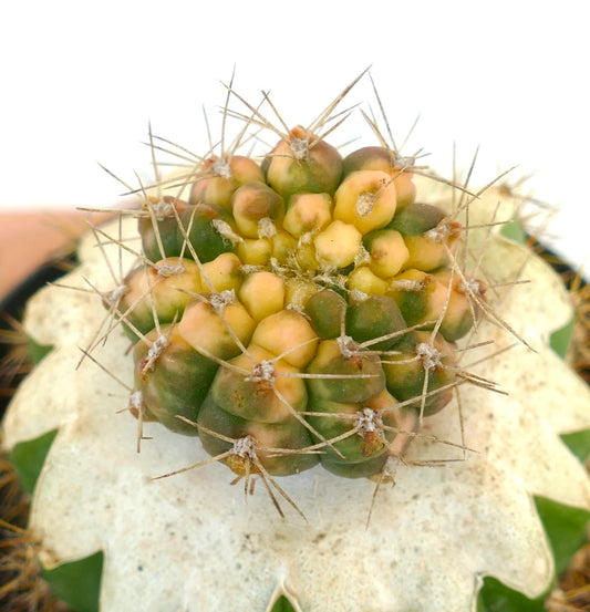 Gymnocalycium bayrianum rare variegated cactus with green and yellow tubercles and long spines