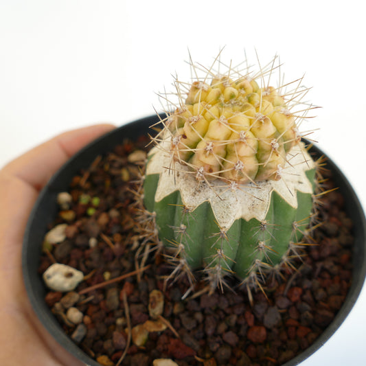 Gymnocalycium bayrianum rare cactus with green base and yellow variegated top with spines
