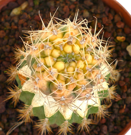 Gymnocalycium bayrianum rare succulent cactus with yellow variegated top and long spines