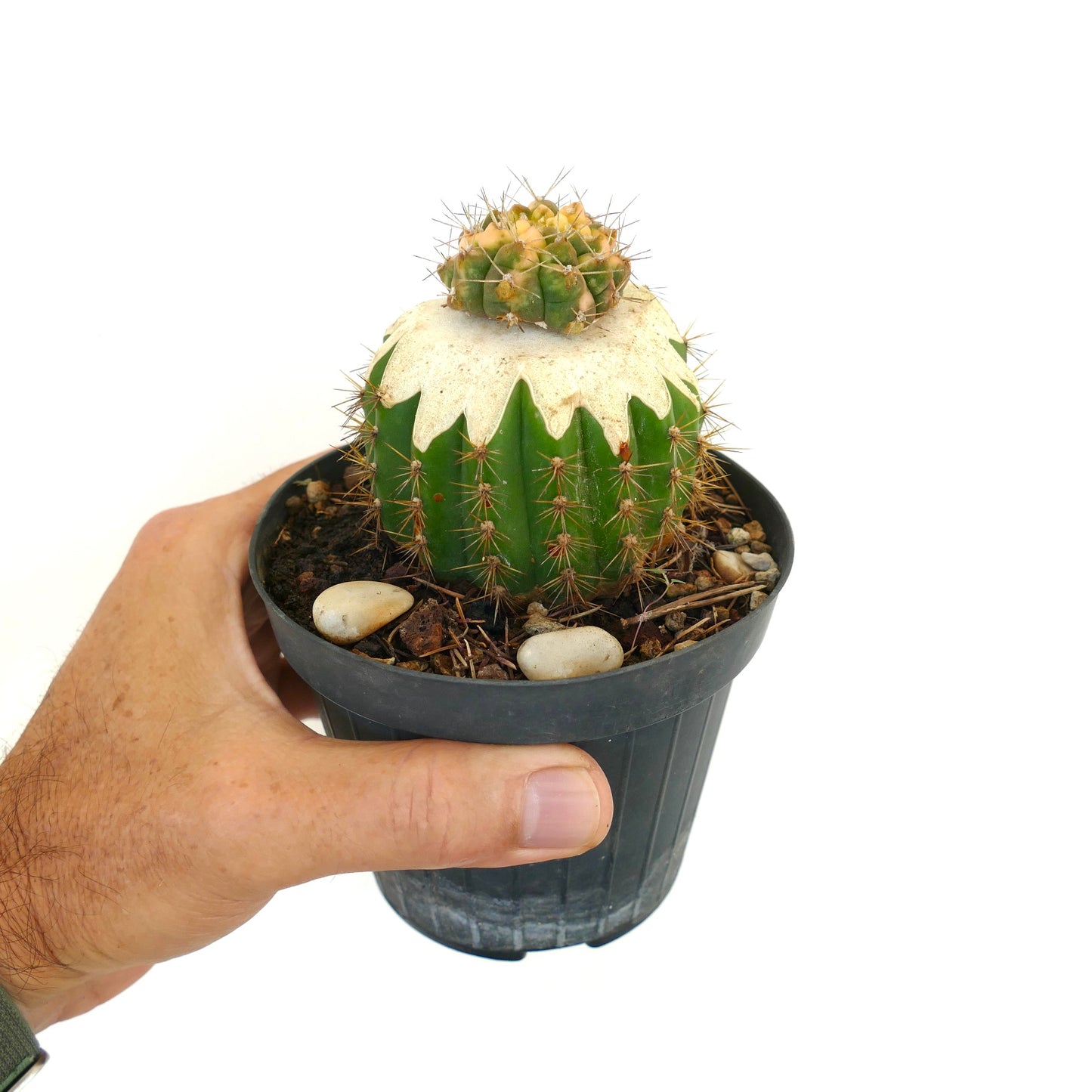 Cactus Gymnocalycium bayrianum avec sommet panaché crème et vert et épines acérées en pot