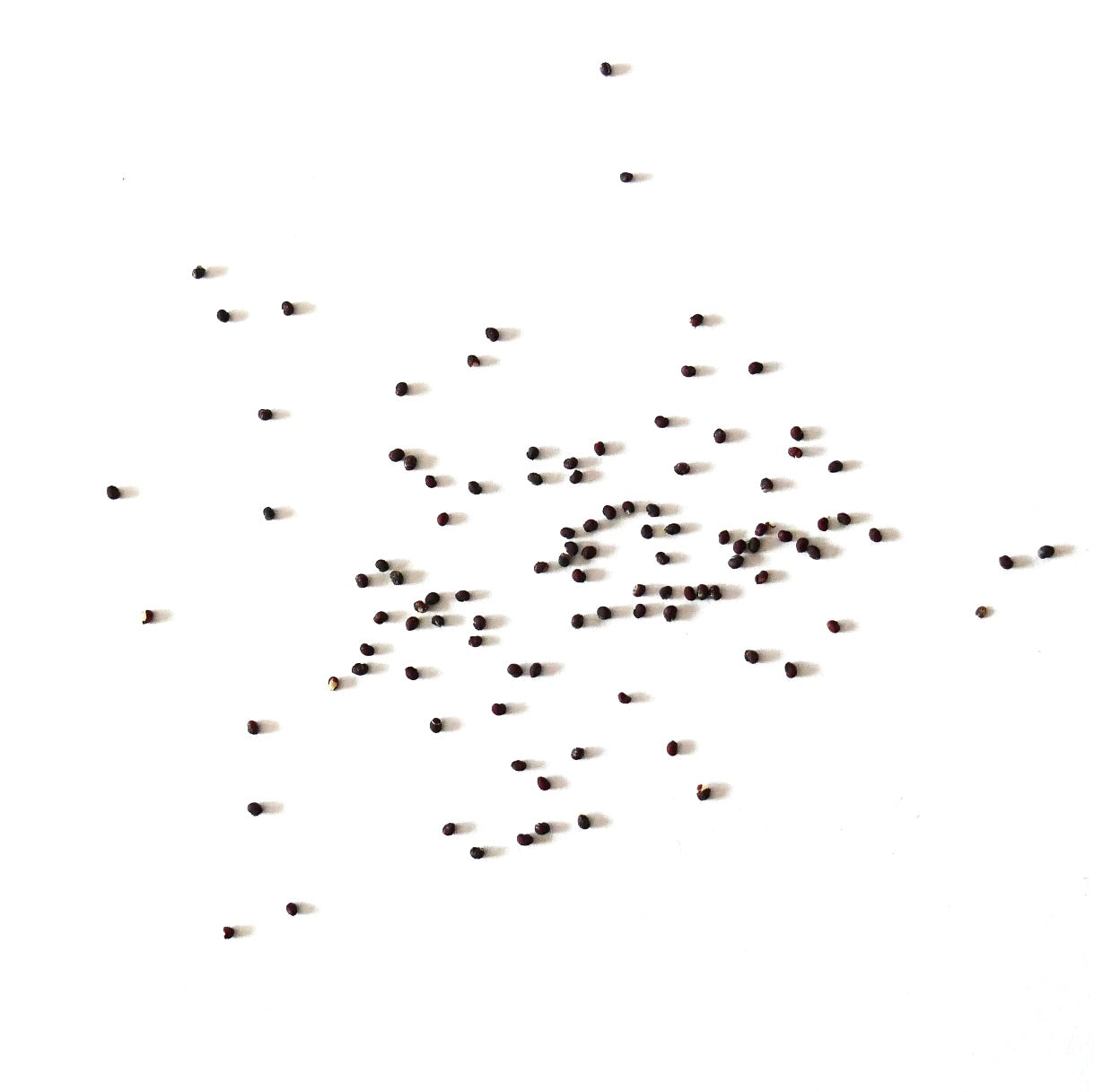 ジムノカリキウム・バイリアヌム var. ブレビスピヌム 種子